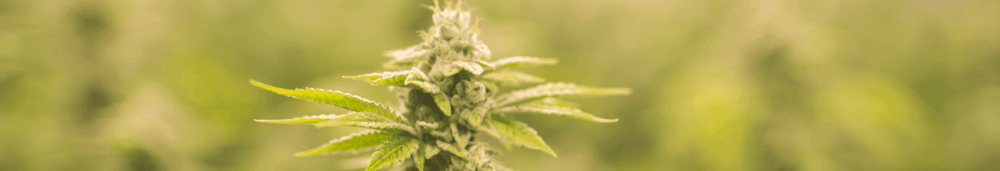 grüne Cannabis Pflanze 