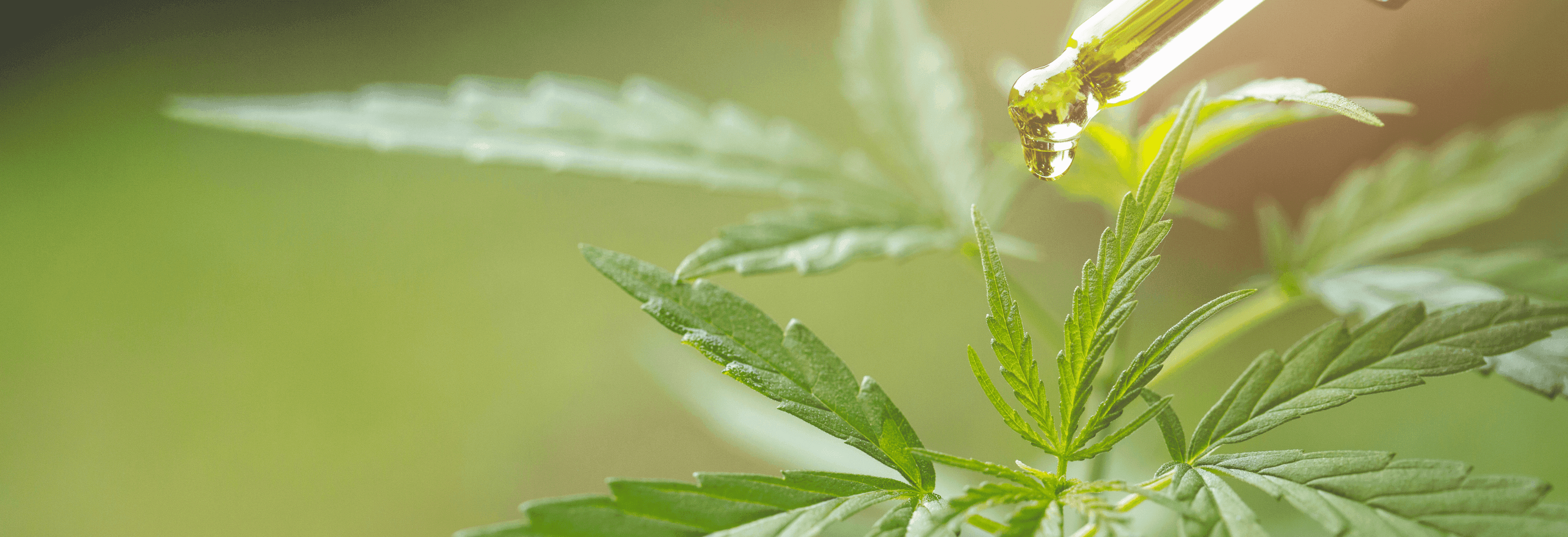 grüne Cannabis Pflanze und Pipette mit extrakt