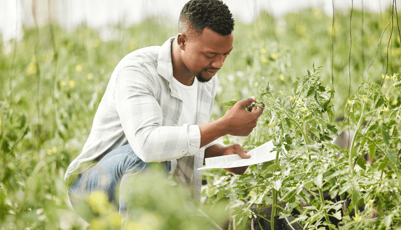 Mann auf Cannabis Feld