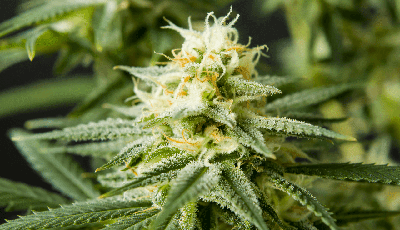 grüne Cannabis Pflanze 